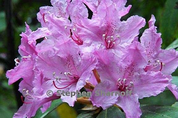 rhododendron macrophyllum 6 graphic